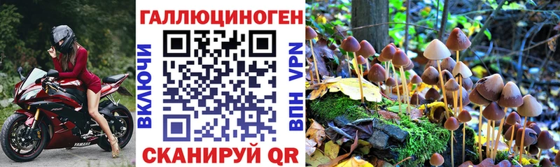 Псилоцибиновые грибы Cubensis  купить   Сорочинск 